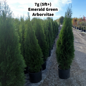 October 2022 7g (5ft+) Emerald Green Arborvitae